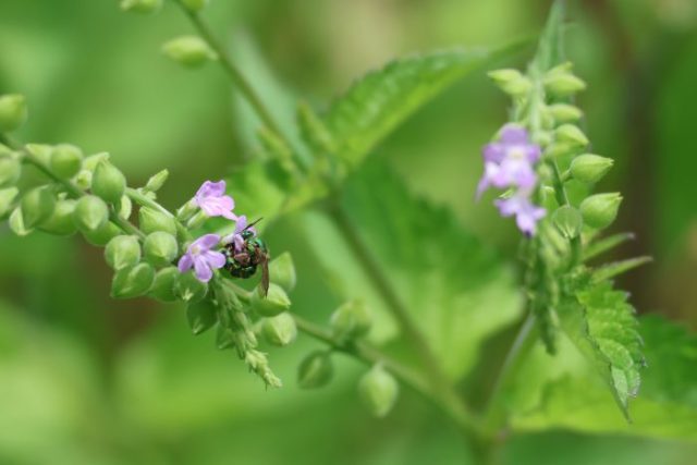 Especie de la familia Apidae pecoreando sobre una Verbena sp. Créditos ENDESU.