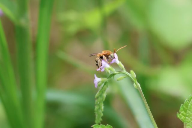 Especie de la familia Apidae pecoreando sobre una Verbena sp. Créditos ENDESU. (2)
