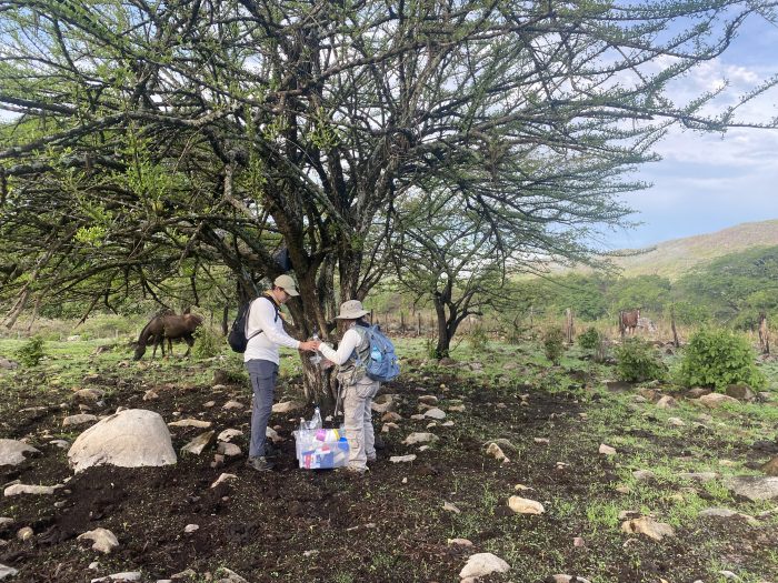 Caracterización de insectos polinizadores presentes en las parcelas productivas, ganadería, Apamila, La Huerta, Jalisco. Créditos: ENDESU.