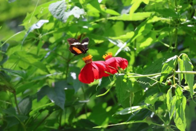 Lepidóptero pecoreando en una Dahlia coccinea en RBSM. Créditos ENDESU.