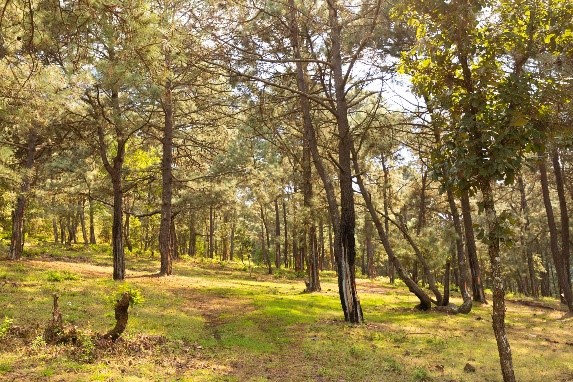 ANP Pico Azul, Morelia. Foto: CiClim