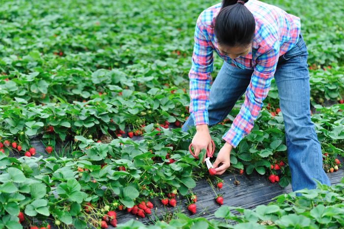 Proyecto Madre Tierra con productores de fresas en Michoacán