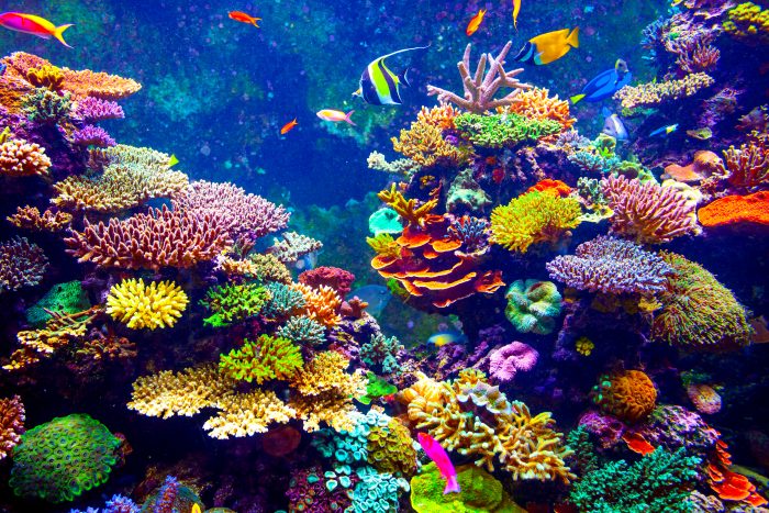 A call to action for Coral Reefs - CLIMATE.BLUE